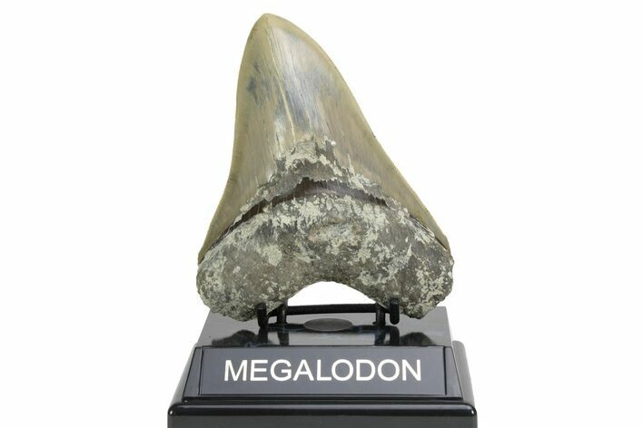 Serrated, Fossil Megalodon Tooth - Indonesia #226252
